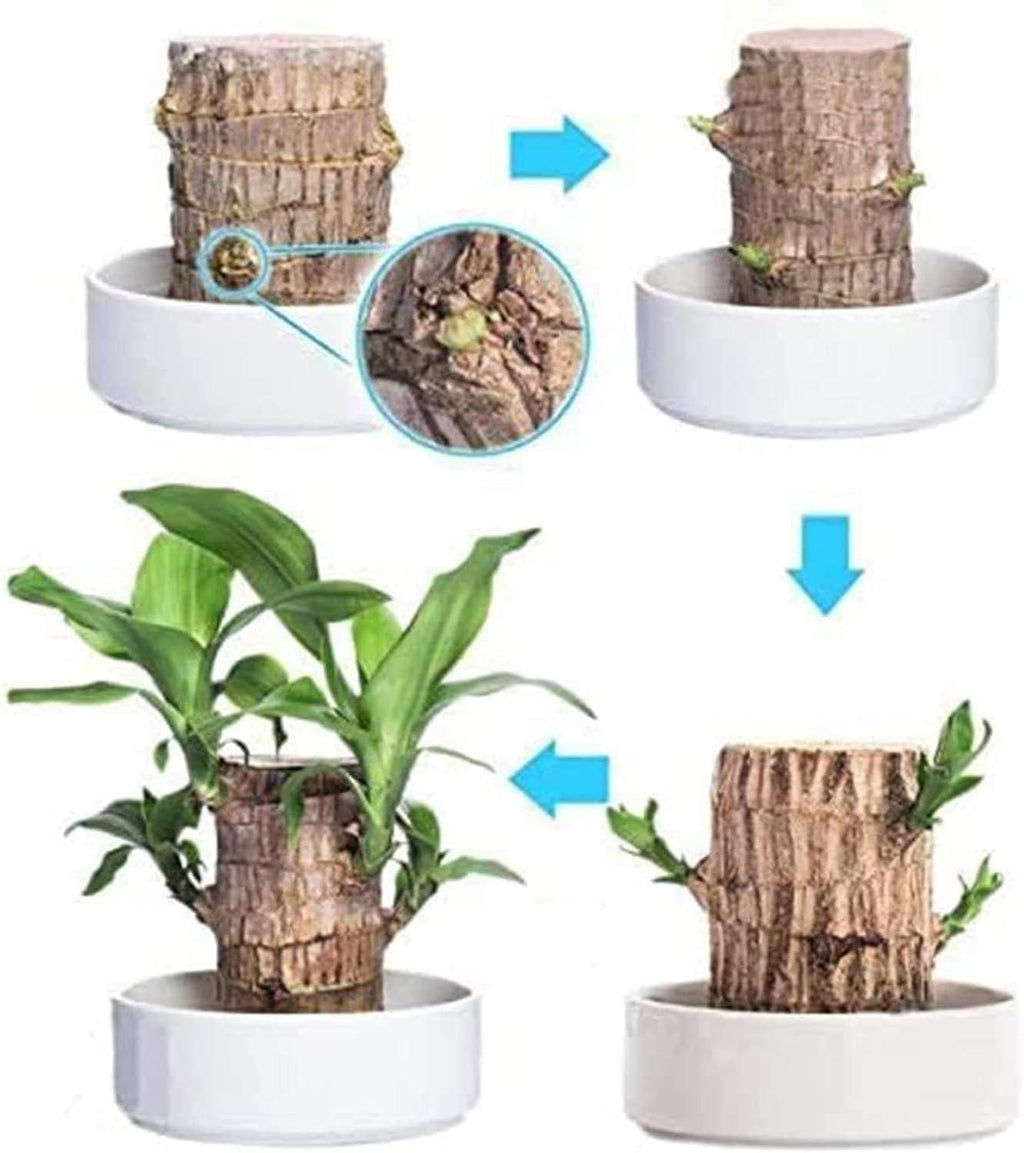 Brazilian Lucky Wood, Mini Home Plant Decorations(pack of 2 piece)