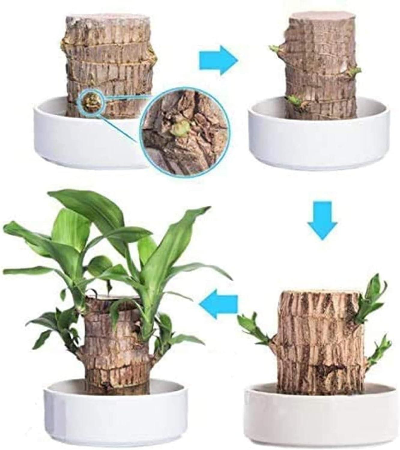 Brazilian Lucky Wood, Mini Home Plant Decorations(pack of 2 piece)