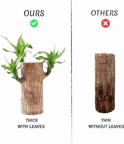 Brazilian Lucky Wood, Mini Home Plant Decorations(pack of 2 piece)